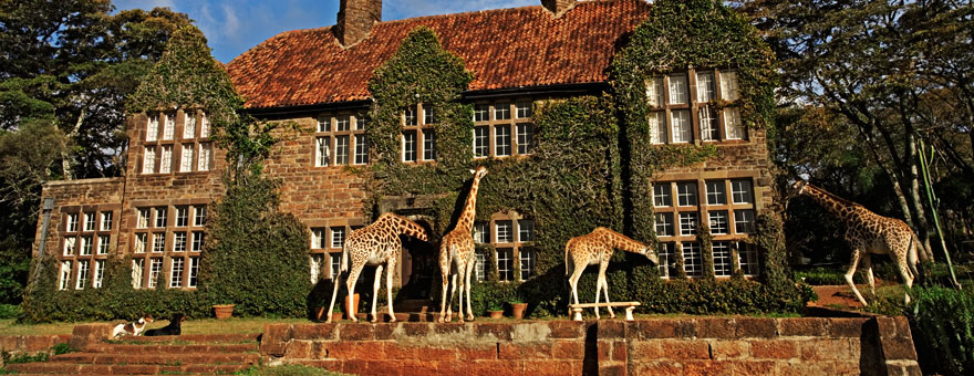 отель с жирафами - 1