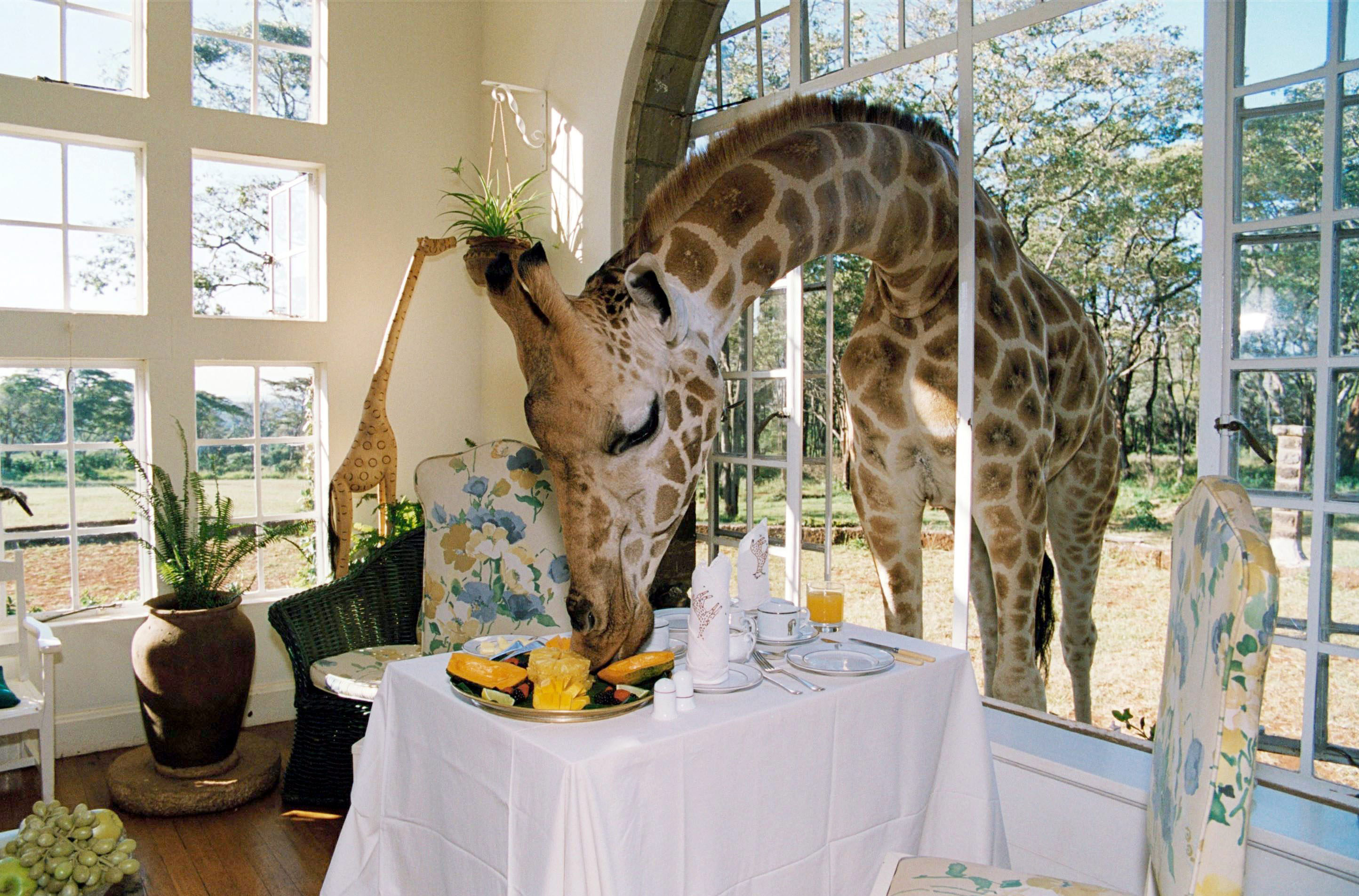 отель с жирафами