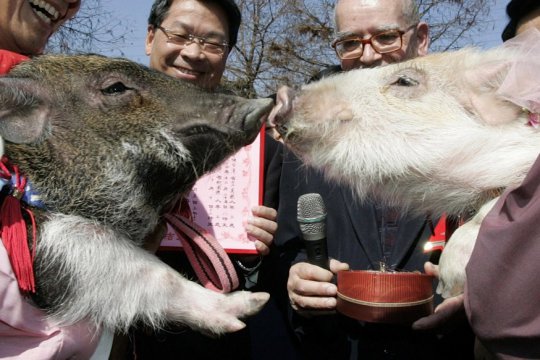 свадьба свиней