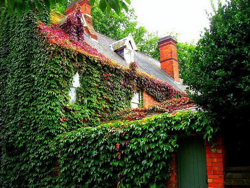 Осень - дом в ярких цветах