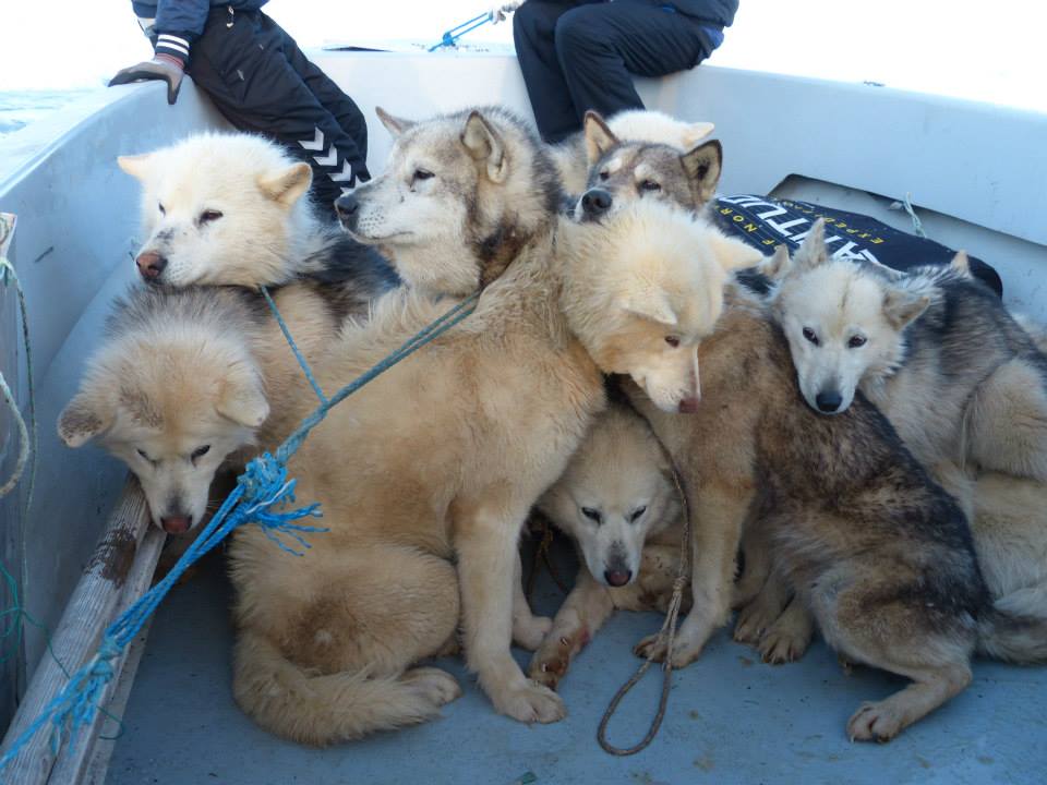 Оскар с собачками в лодке