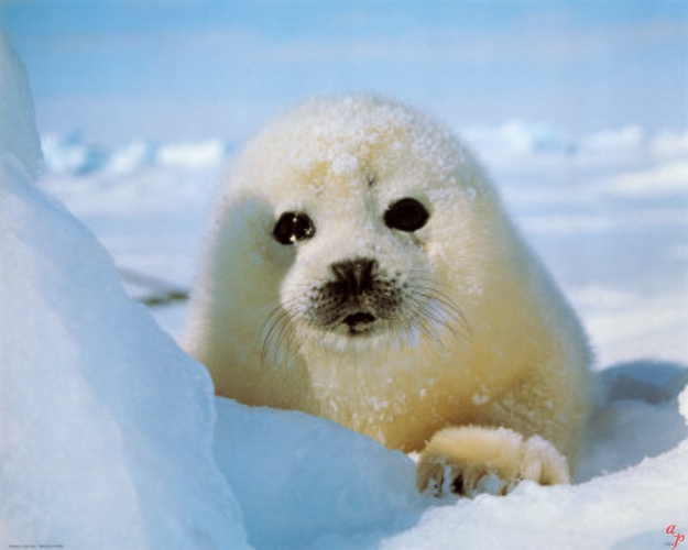 Федор - гренландский тюлень