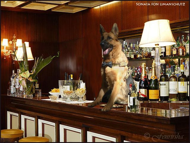 Рестораны можно с собакой. Собака в баре. Собаки в пабе. Собака за барной стойкой. Кафе бары животные.