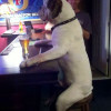 бар для собак