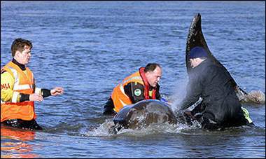 кит - темза - спасатели