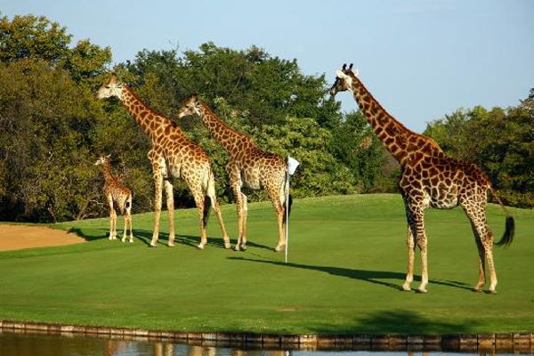 гольф - жирафы