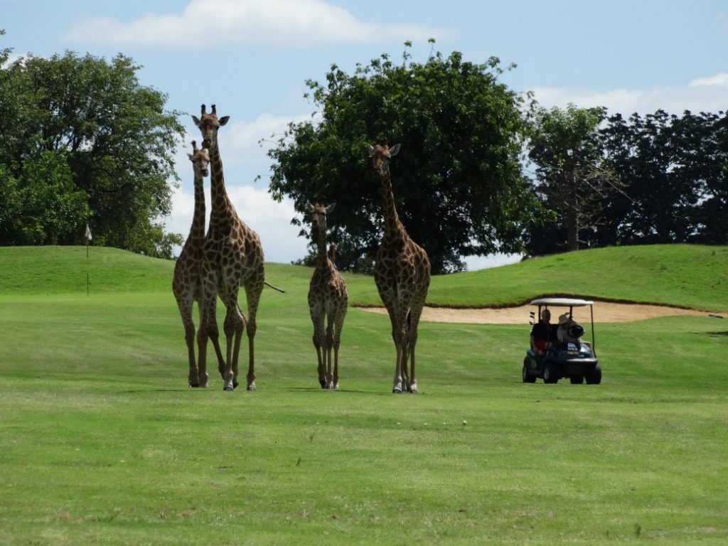 жирафы на поле для гольфа