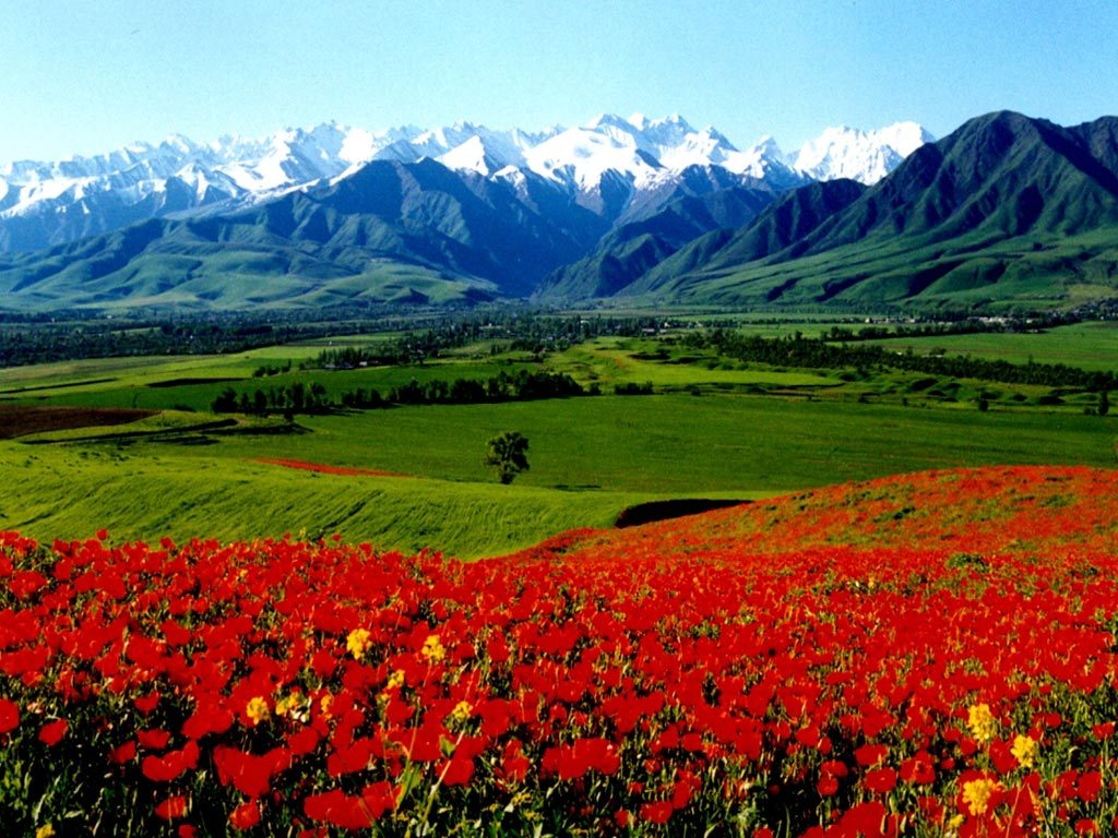 киргизия цветы