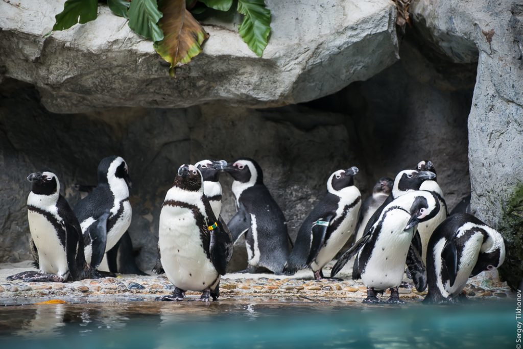 сингапурский зоопарк - пингвины