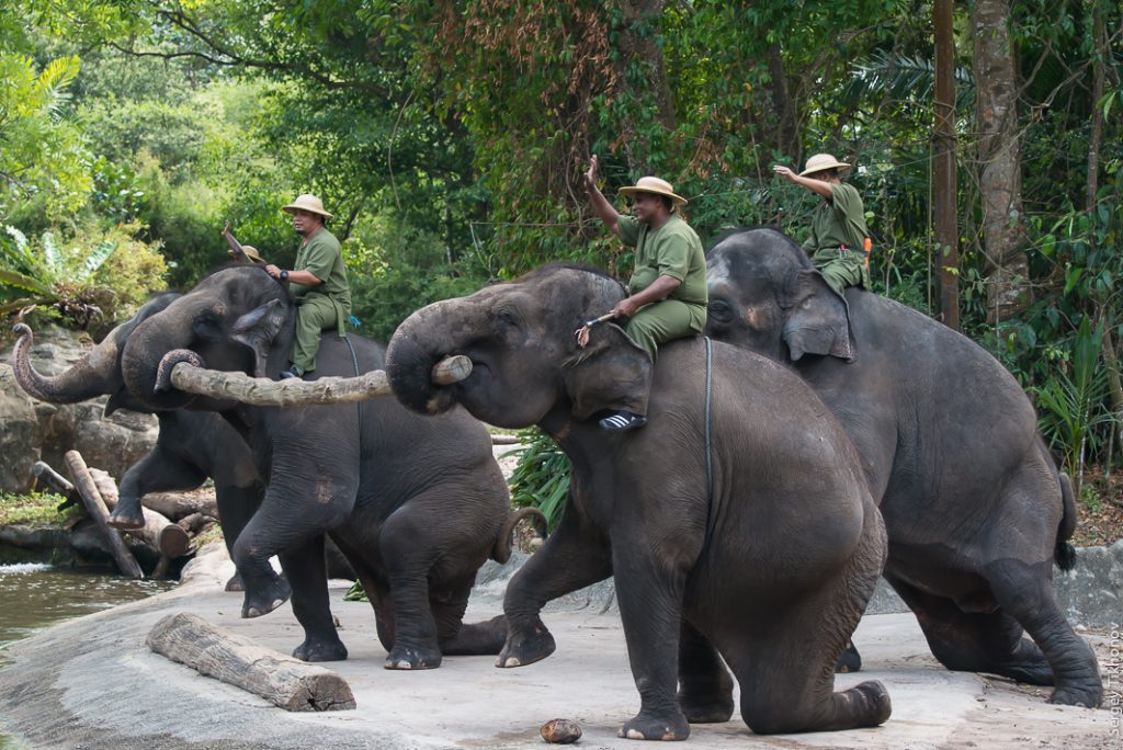 сингапурский зоопарк- слоны