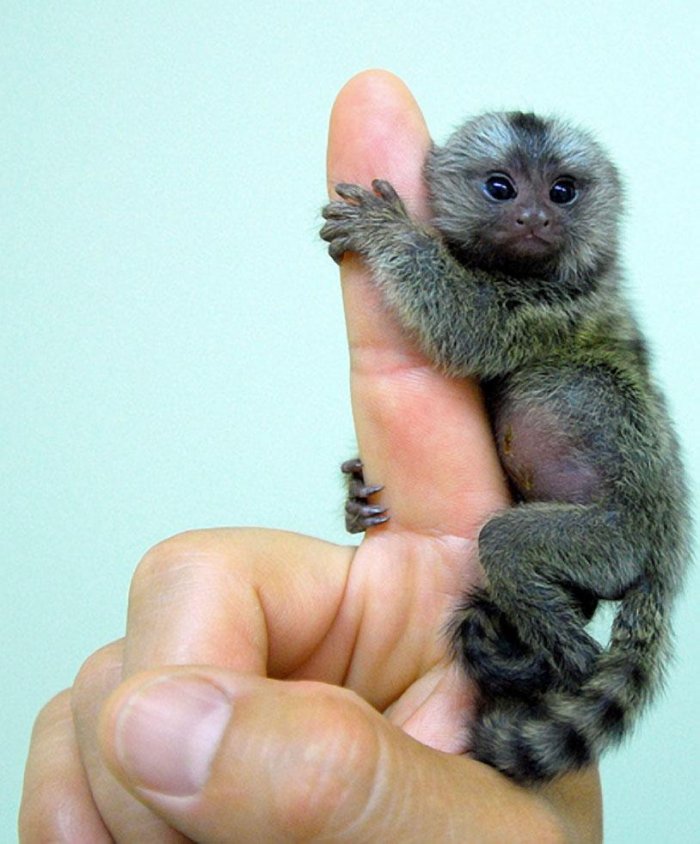 Самая маленькая "настоящая обезьянка" в мире - карликовая игруунка