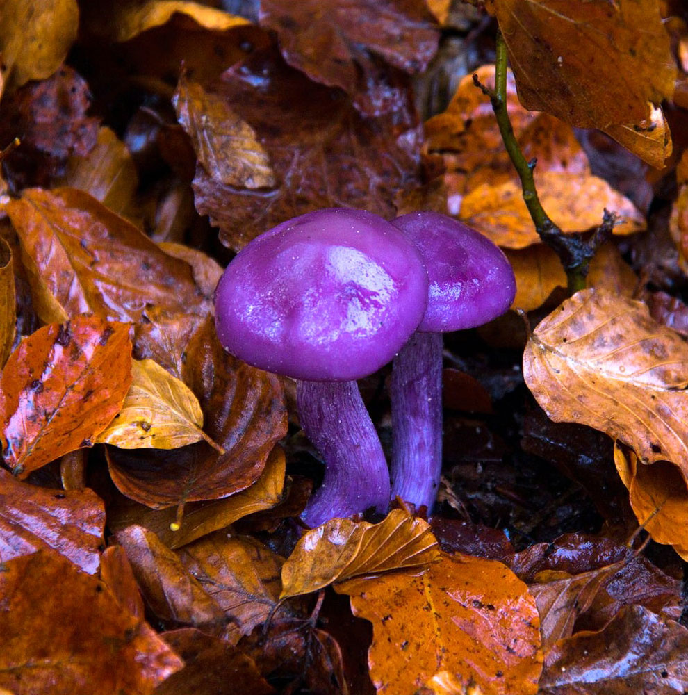 фиолетовые грибы 2