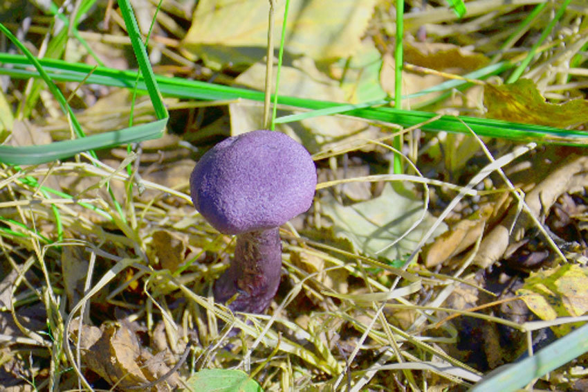 фиолетовые грибы