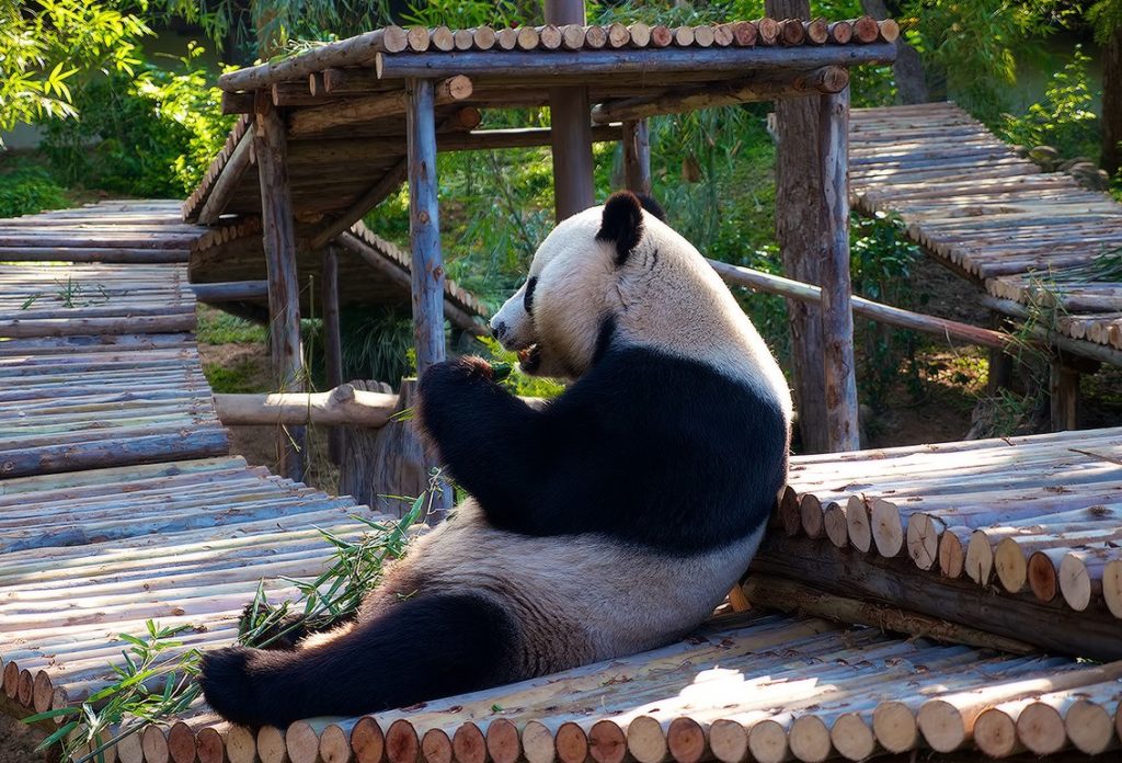 panda-zoopark