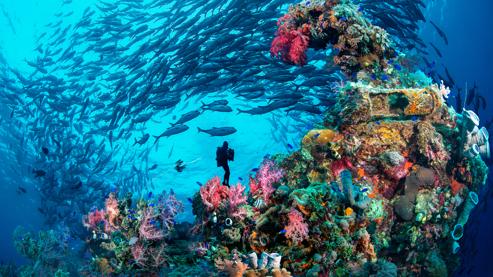 Какого океана является красное море. Атлантический океан коралловый риф. Шарм-Эль-Шейх подводный мир. Хиккадува коралловый риф. Океан рифы дайвер.